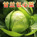 【西沛生鲜】新鲜包菜 净重8.5斤 农家自种甘蓝菜圆白菜当季蔬菜卷心包心菜
