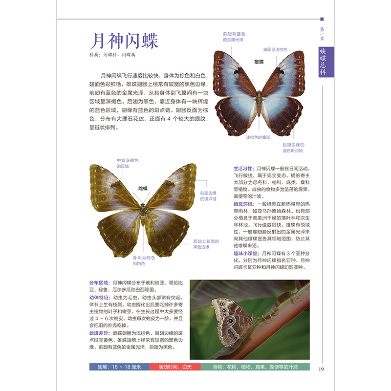 正版新书]蝴蝶轻图鉴 图鉴系列全新升级版含章新实用编辑部 编著高清大图