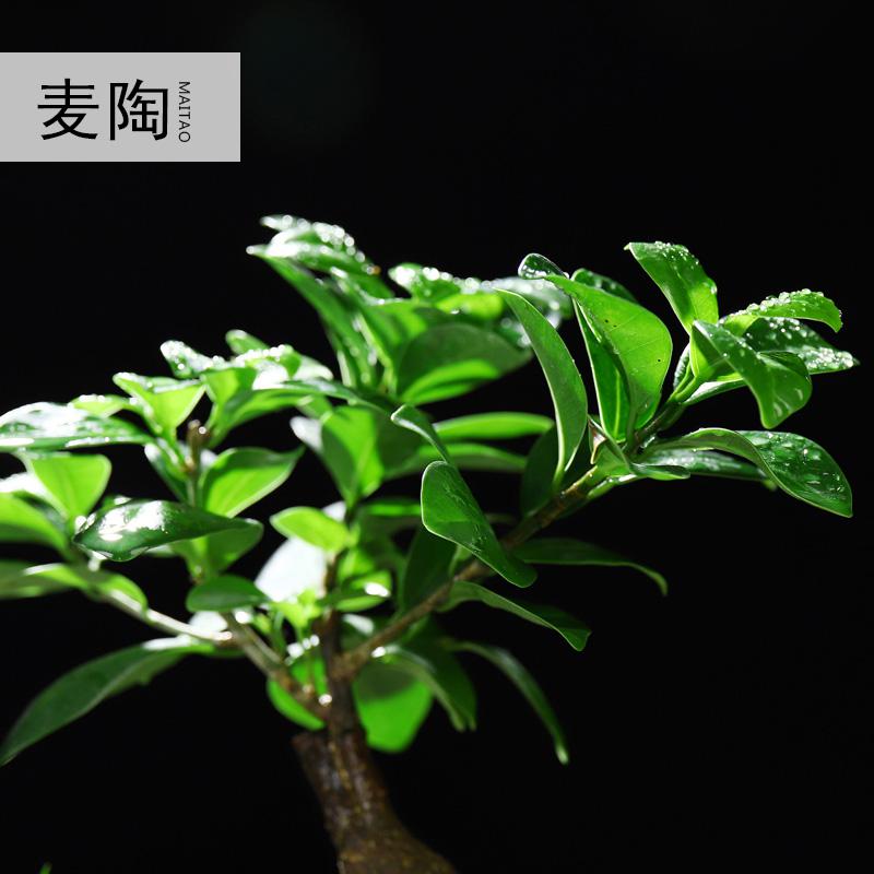 美帮汇中式创意哥窑陶瓷花盆小叶榕树盆栽办公室内家用净化空气好养绿植高清大图