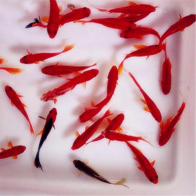草金鱼活体观赏鱼苗淡水鱼冷水鱼锦鲫鱼锦鲤鱼活饲料