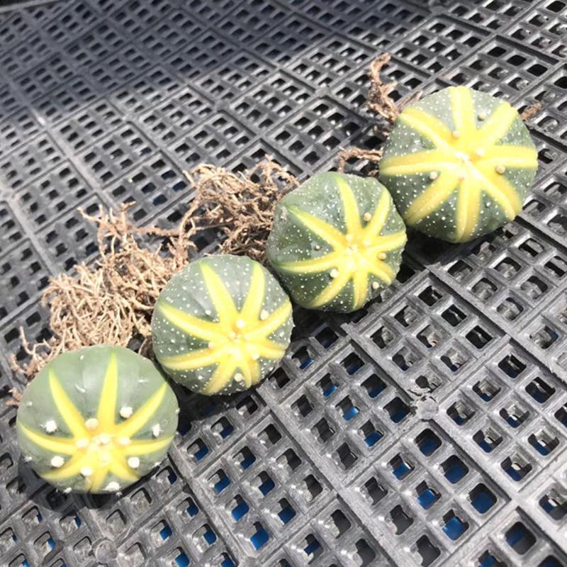 西瓜球星兜金星兜多肉植物盆栽金星仙人球植物室内防辐射盆栽西瓜球星