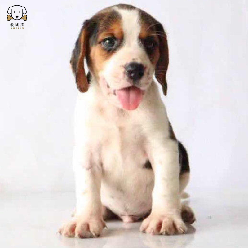 麦比佳 比格犬幼犬 比格犬狗狗活体 纯种血统家庭犬小体比格幼崽短毛米格鲁犬比格宠物狗健康保障视频挑选 空运直达