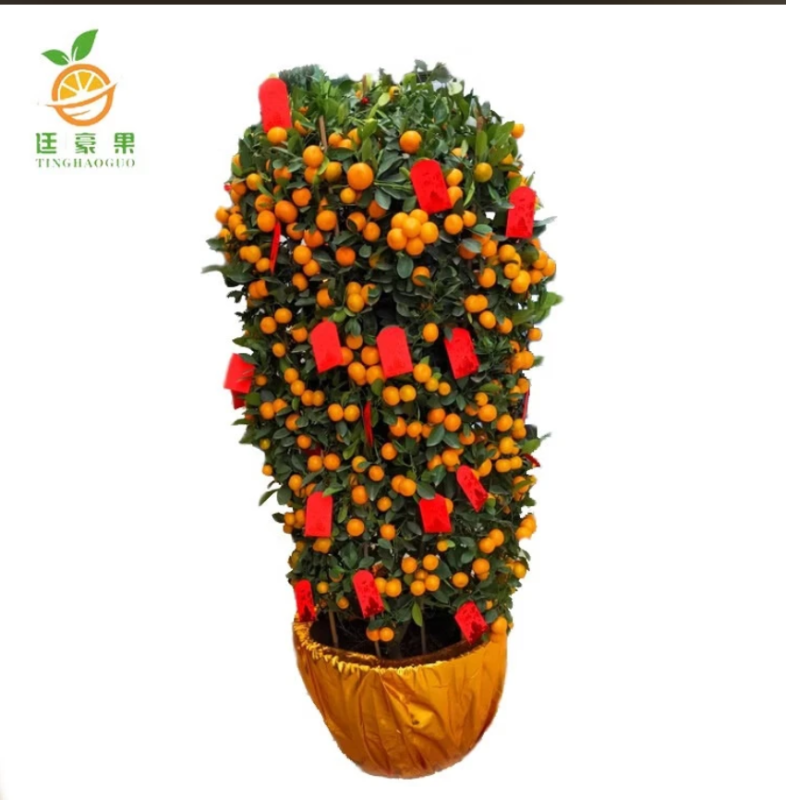 廷豪果 年桔盆栽 宽60cm /盆