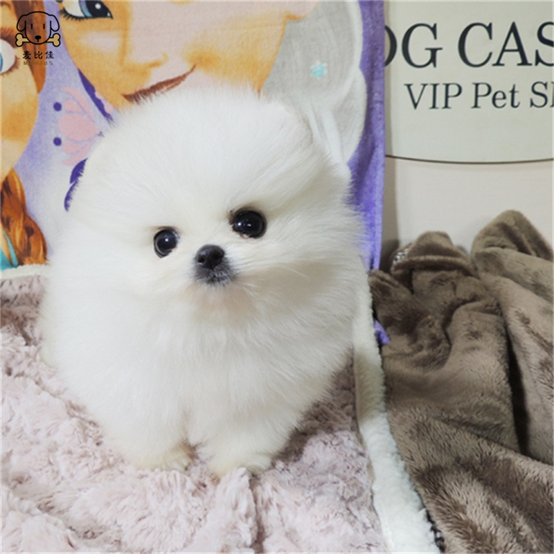 麦比佳 狗狗活体 纯种博美犬幼犬活体宠物狗狗哈多利系球体博美狗 玩具型博美犬 茶杯犬 长不大博美日系俊介犬高清大图