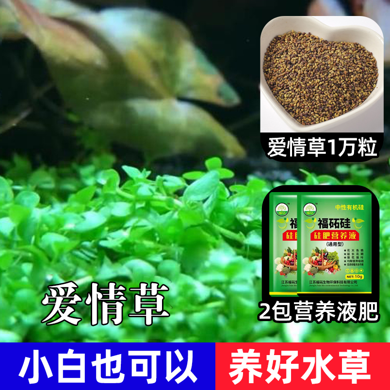 【补贴10%】鱼缸水草种子生态造景套餐植物种籽孑水培阴性真草盆栽装饰牛毛 爱情草1万粒+2包营养液肥 均码