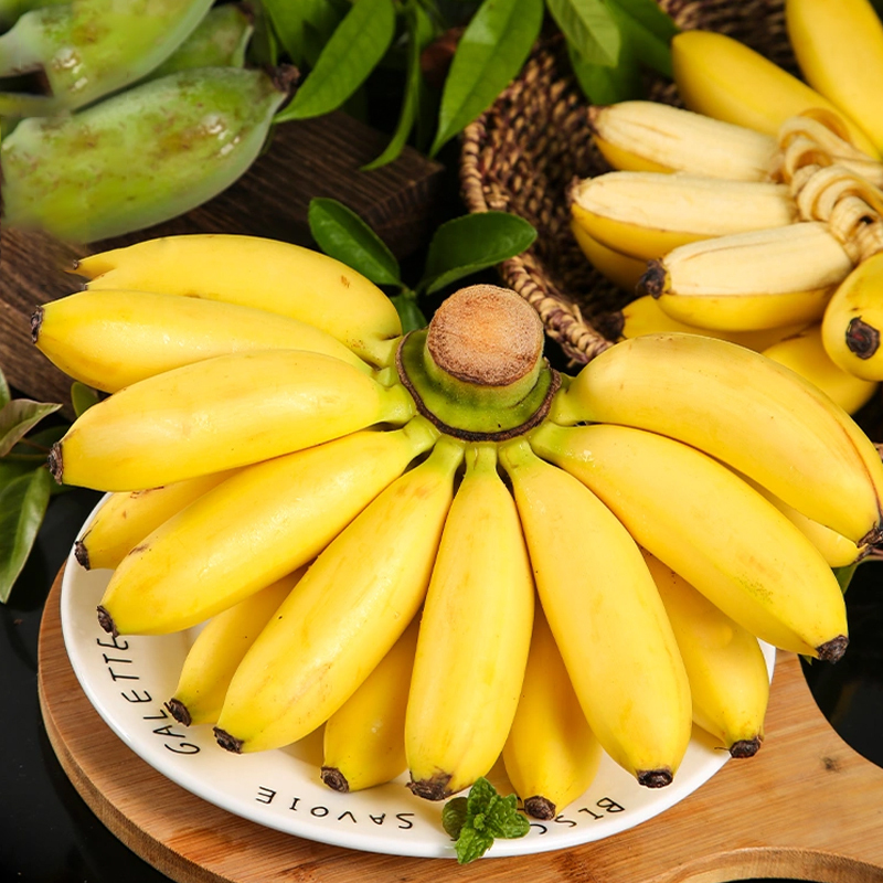 【西沛生鲜】新鲜苹果蕉香蕉 净重5斤 箱装 新鲜当季水果 香甜软糯 孕妇宝宝辅食