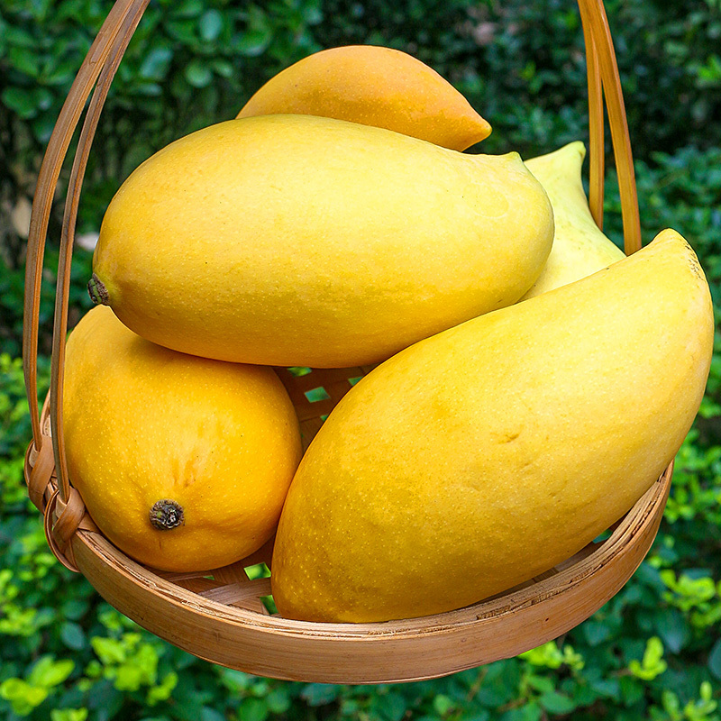 [西沛生鲜]云南鹰嘴芒 芒果3斤装 大果 单果400g以上 热带水果 新鲜