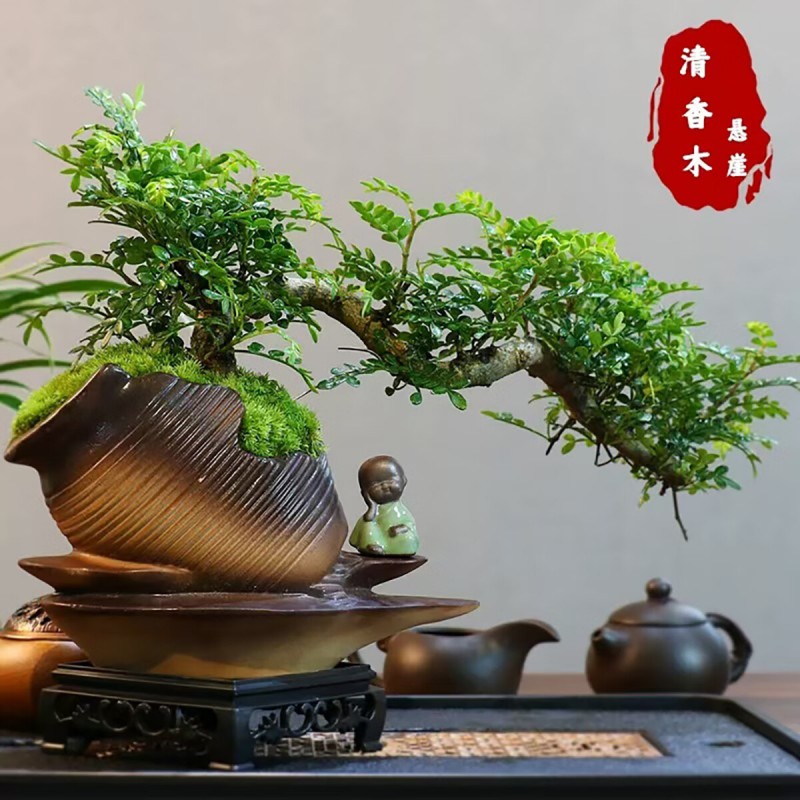 飘枝老桩花卉好养绿植盆栽 酒壶盆清香木15-20+底座+小沙弥 清香木盆景