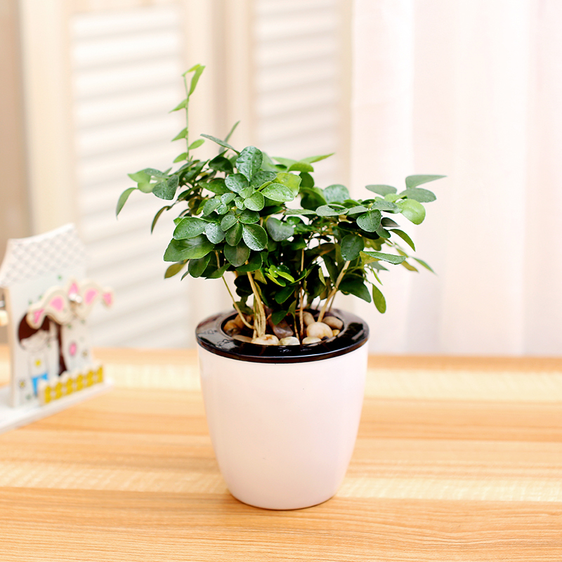 【九里香+吸水盆，绿植盆栽套装】绿植绿萝盆栽驱蚊水培植物绿箩办公室盆栽袖珍椰子盆景带盆栽好园艺用品花卉绿植