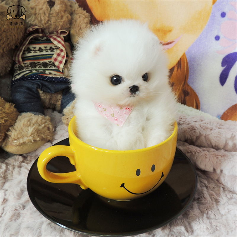 麦比佳狗狗活体 纯种博美犬幼犬哈多利系球体博美俊介狗长不大茶杯犬玩具型迷你袖珍博美宠物狗微小体杯子狗 视频挑选高清大图