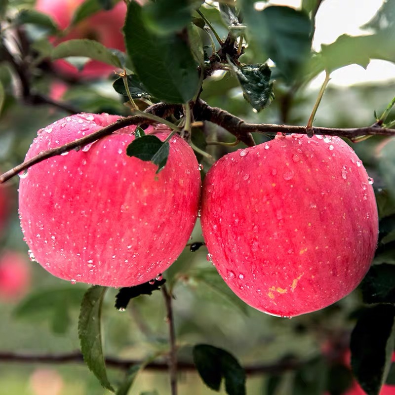陕西红富士苹果新鲜水果