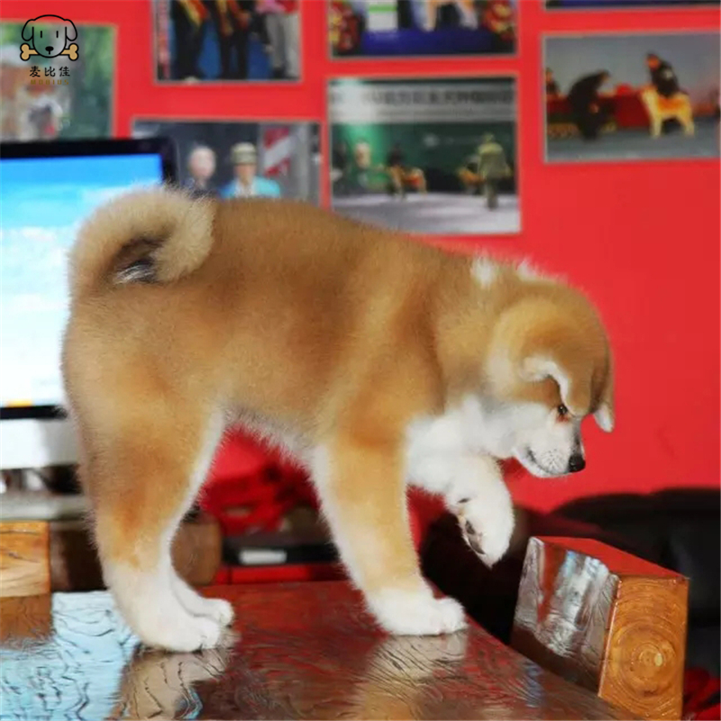 麦比佳 秋田犬纯种秋田犬幼犬 中大型秋田犬狗狗活体血统级精品日系秋田 日本赛级秋田家庭犬公母视频挑选包健康秋田柴犬