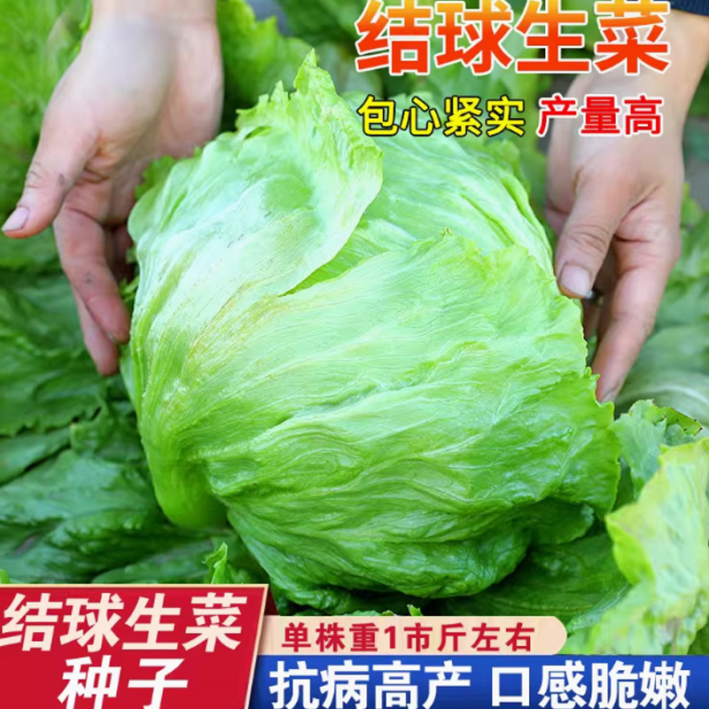 好润青结球生菜种子3000粒袋装
