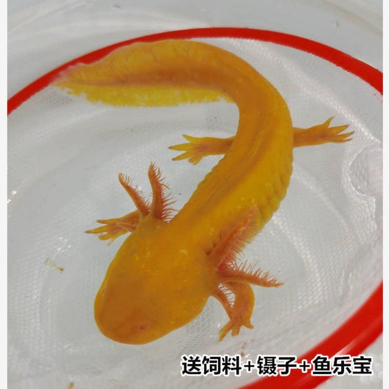 六角恐龙鱼淡水冷水鱼活体宠物鱼霸王蝾螈金鱼龙鱼清道夫好养耐活 黄金龙1条(8-11cm)
