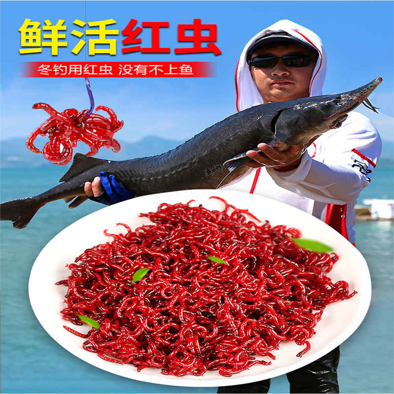 众佑鲜活红虫特大号公虫活体活饵喂鱼饵拉饵鲫鱼野钓饵料钓鱼蚯蚓鱼饵报价 参数 图片 视频 怎么样 问答 苏宁易购
