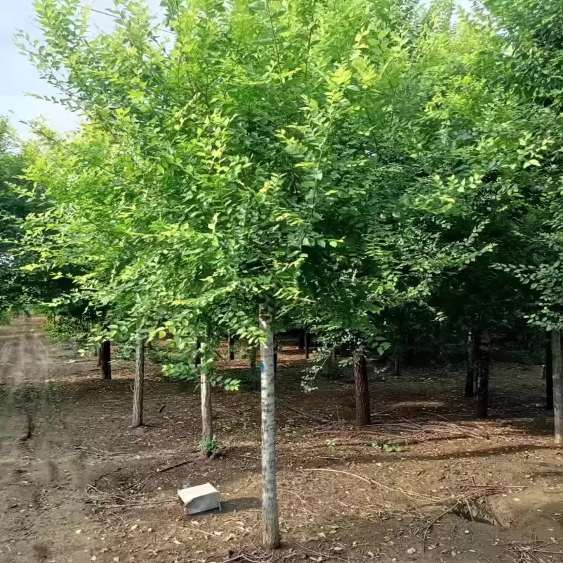 诚智旺 榆树球 1.2m高冠幅80cm /棵高清大图