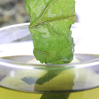 贡苑 茶叶 花草茶 桑叶茶 霜桑葚叶 500g/袋