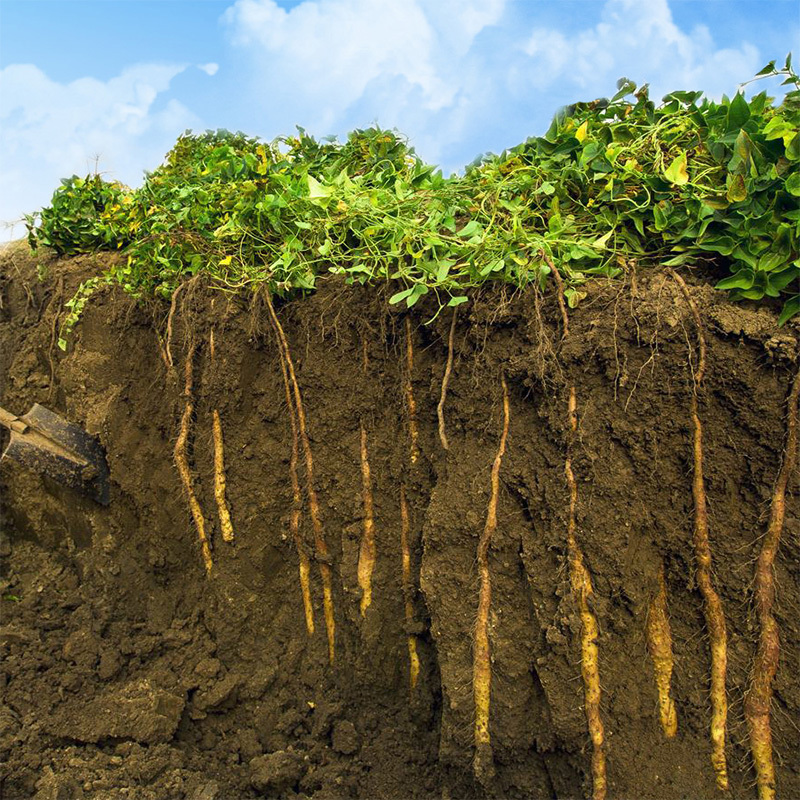 兵小二新鲜河南焦作温县垆土铁棍山药长50公分5斤装视频