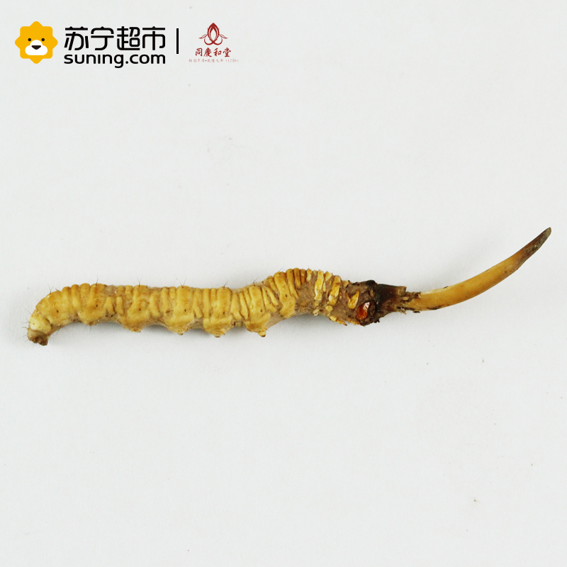 [2018鲜草]同庆和堂 18年现挖新鲜冬虫夏草 1根 5根起拍 1克/根