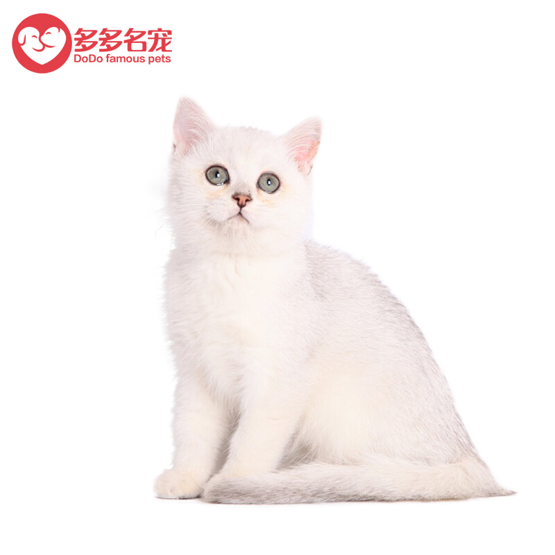 多多名宠猫咪英短渐层猫咪英短渐层英短银渐层英短渐层幼猫幼崽纯种英短银渐层 价格图片品牌报价 苏宁易购多多名宠旗舰店