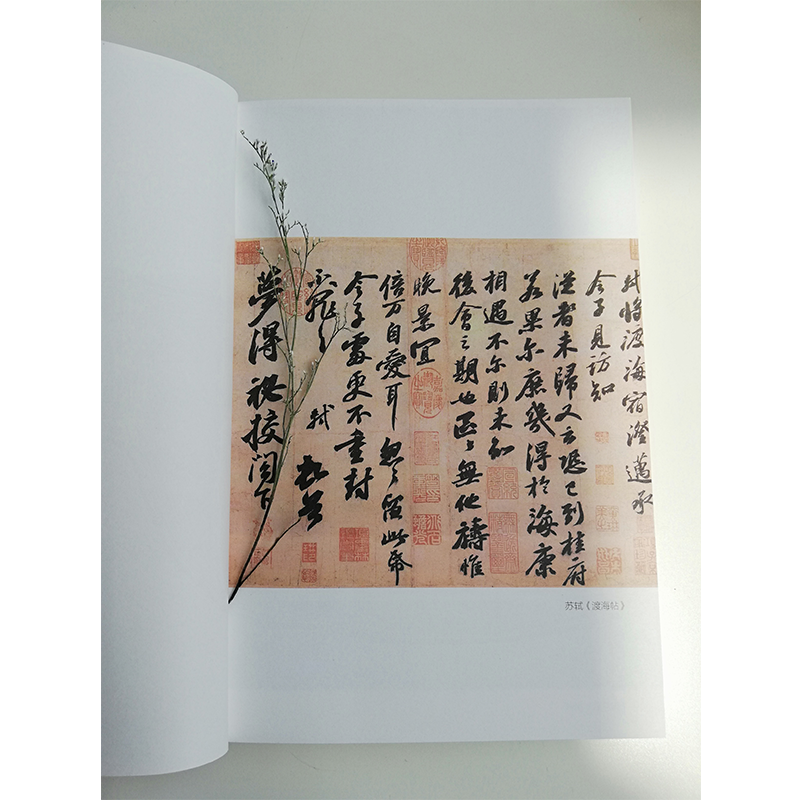 醉染图书苏东坡:是人间真情味97872011464高清大图
