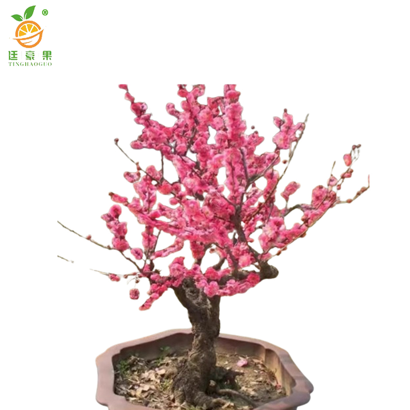 廷豪果 桃花 高1.2-1.8m /棵高清大图