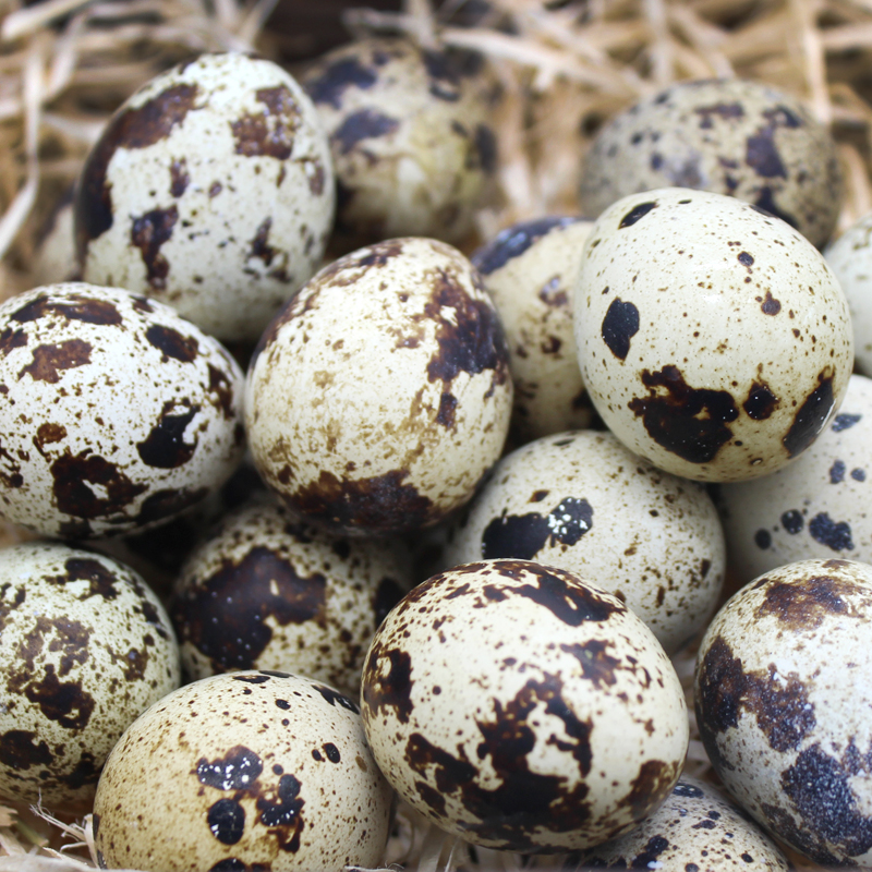 [熊猫鸟]鹌鹑蛋 100枚 农家杂粮生态蛋孕妇宝宝辅食正宗土特产生蛋高清大图