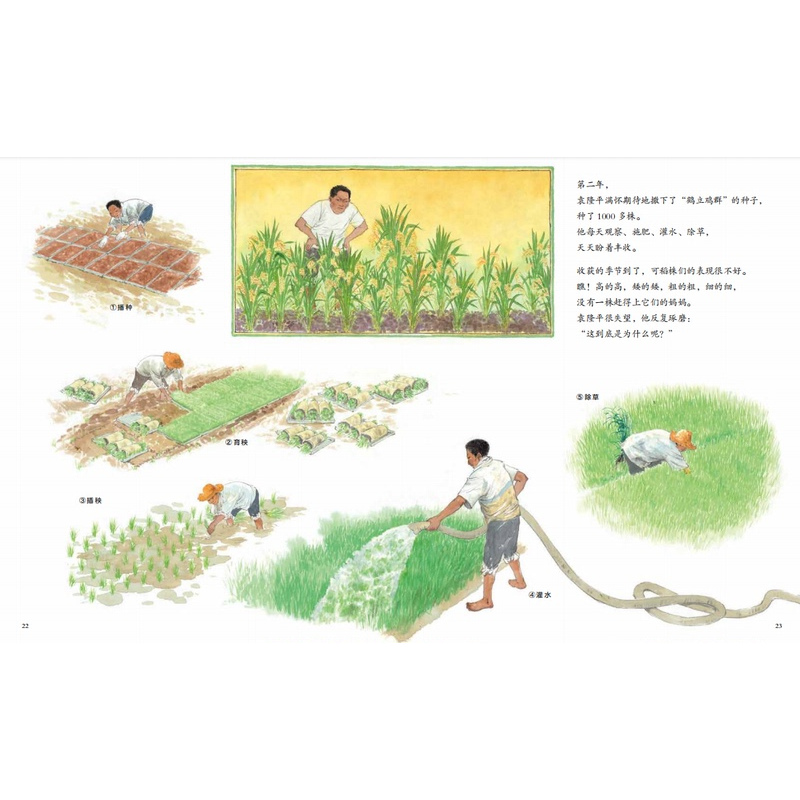 [正版]精装硬壳一粒种子改变世界袁隆平的故事共和国脊梁科学家绘本名人传记儿童文学故事一二年级中小学生课外拓展阅读书籍幼