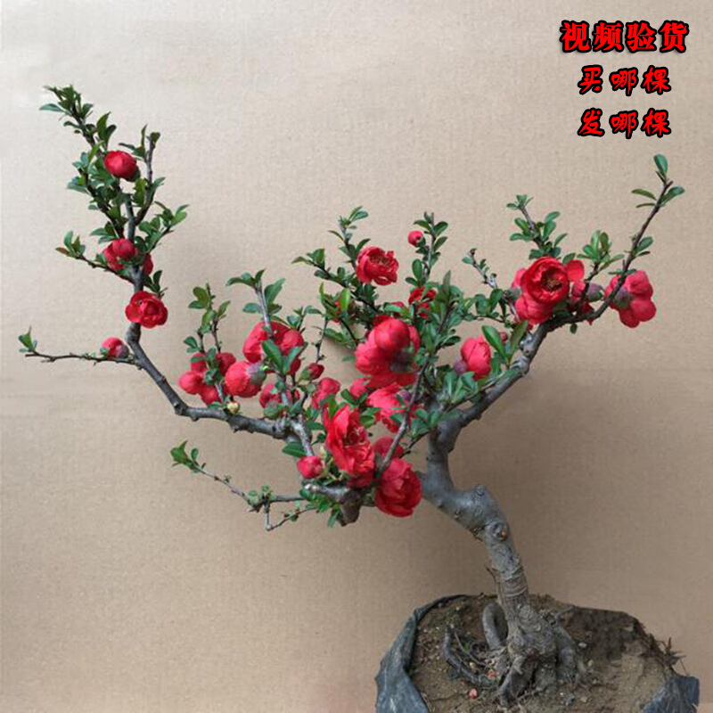 听香园园艺用品海棠花盆栽四季海棠花日本海棠盆景树桩海棠果室内绿植花卉盆栽11年长寿冠 实物挑选 不含盆 价格图片品牌报价 苏宁易购听香园家居饰品旗舰店