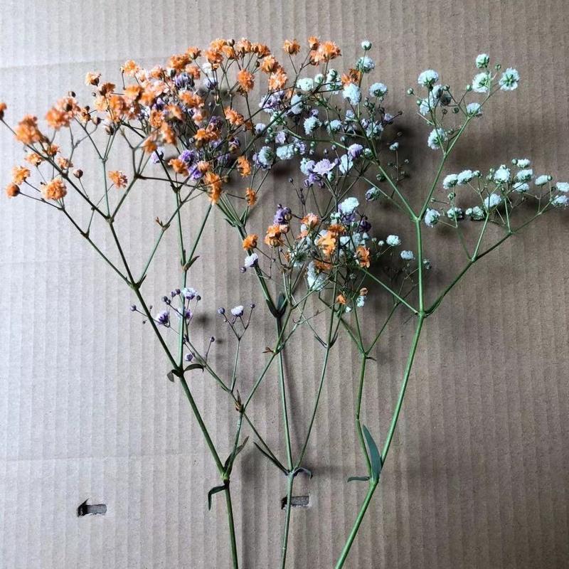 随机搭3支(只有花) 一大束(带英文包装纸) 云南干花花束真花大束基地直发家居装饰摆件七夕生日礼物