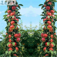 苹果树苗南方北方种植红心黄元帅烟富8号苹果苗盆栽苹果树苗十年苗备注品种51cm(含)-80cm(含)