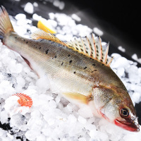 wecook味库 国产开背三去海鲈鱼（去鳞去鳃去内脏） 300g-400g/条 *3条装 深海鱼