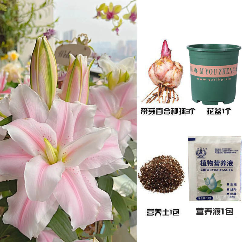 香水百合花种球春季混色大球四季开花矮生浓香花卉盆栽室内多年生视频介绍 香水百合花种球春季混色大球四季开花矮生浓香花卉盆栽室内多年生功能演示视频 苏宁易购