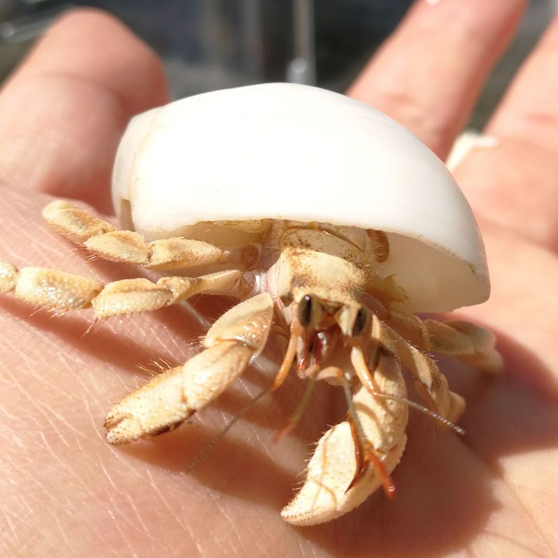 中小草莓灰白短腕寄居蟹观赏虾蟹活物懒人宠物迷你宠物包活 顺丰发货