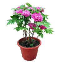 洛阳牡丹花苗盆栽盆景室内外阳台桌面花卉绿植物玫瑰芍药当年开花