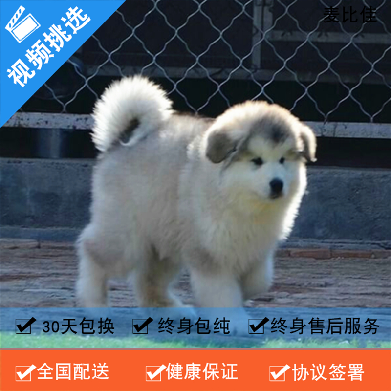 麦比佳 纯种巨型阿拉斯加幼犬活体宠物 熊版十字脸阿拉斯加雪橇犬 双血统烟灰色桃脸阿拉斯加幼崽 巨大型雪橇犬阿拉斯加犬1高清大图