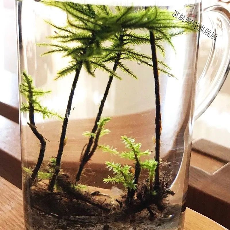 鱼缸水草鱼草万年藓水草活体耐活耐低温苔藓鱼缸水族箱生态瓶造景报价 参数 图片 视频 怎么样 问答 苏宁易购