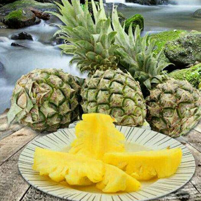 广东徐闻菠萝大果净重5斤23个箱装新鲜水果产地直发冷藏国产热带水果