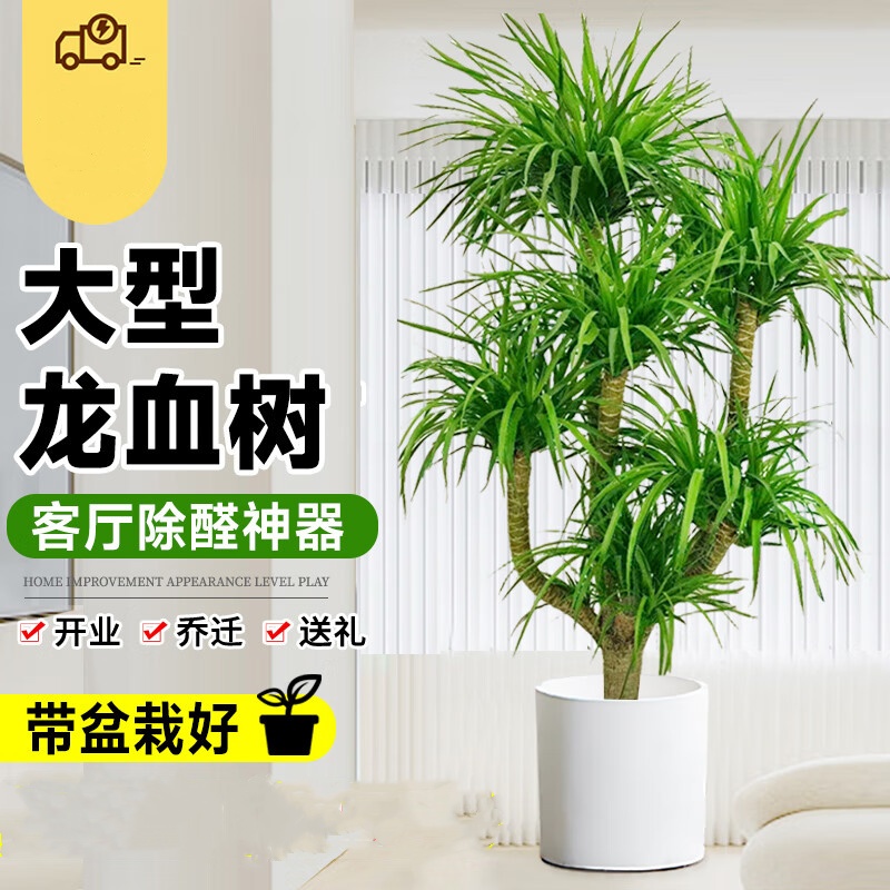 优橙 龙血树室内客厅盆栽花卉植物办公室盆景高清大图