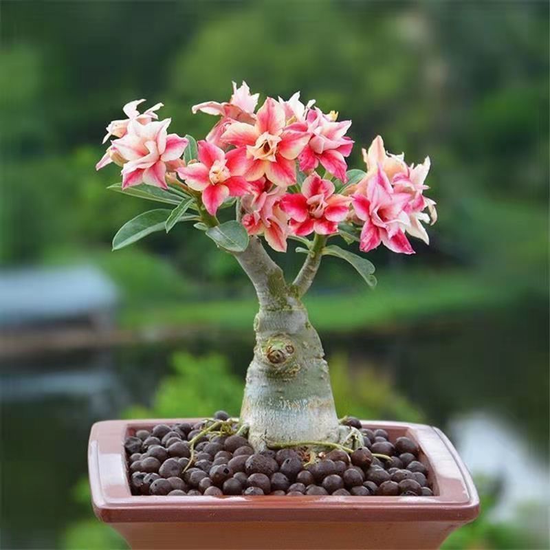 沙漠玫瑰重瓣多肉老桩盆栽四季绿植三年苗