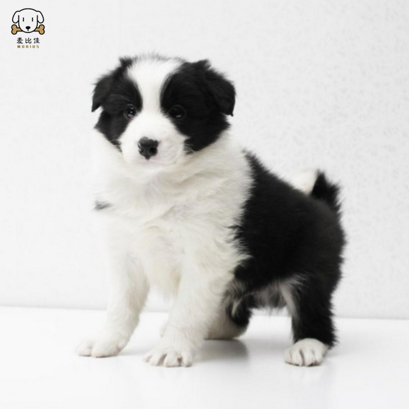 麦比佳 纯种边境牧羊犬幼犬 边牧狗狗活体幼犬 双血统赛级高品质黑白