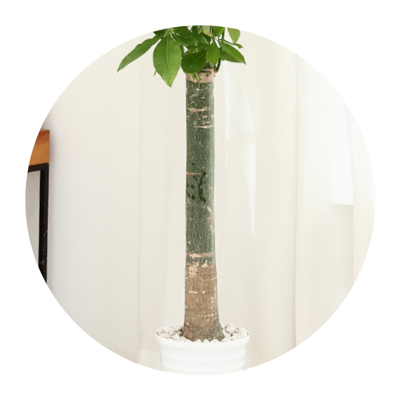 诗樱发财树盆栽植物室内绿植大型植物客厅招财大颗叶粗杆四季常青