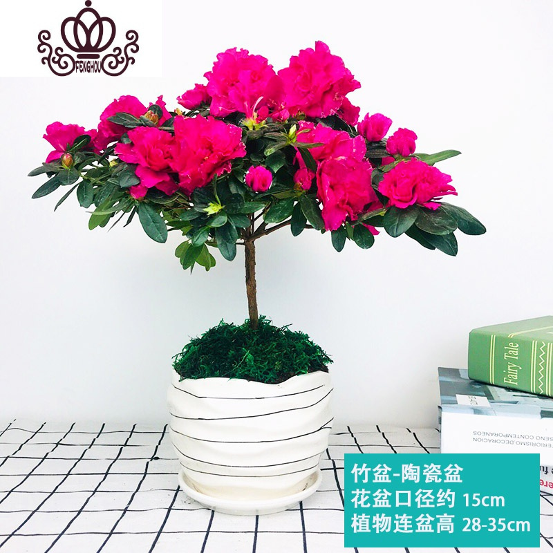 封后杜鹃花盆栽植物室内带花苞常年四季开花不断好养花卉观花植物杜鹃红色 杜鹃花 大欧式盆 带盆栽好图片 高清实拍大图 苏宁易购