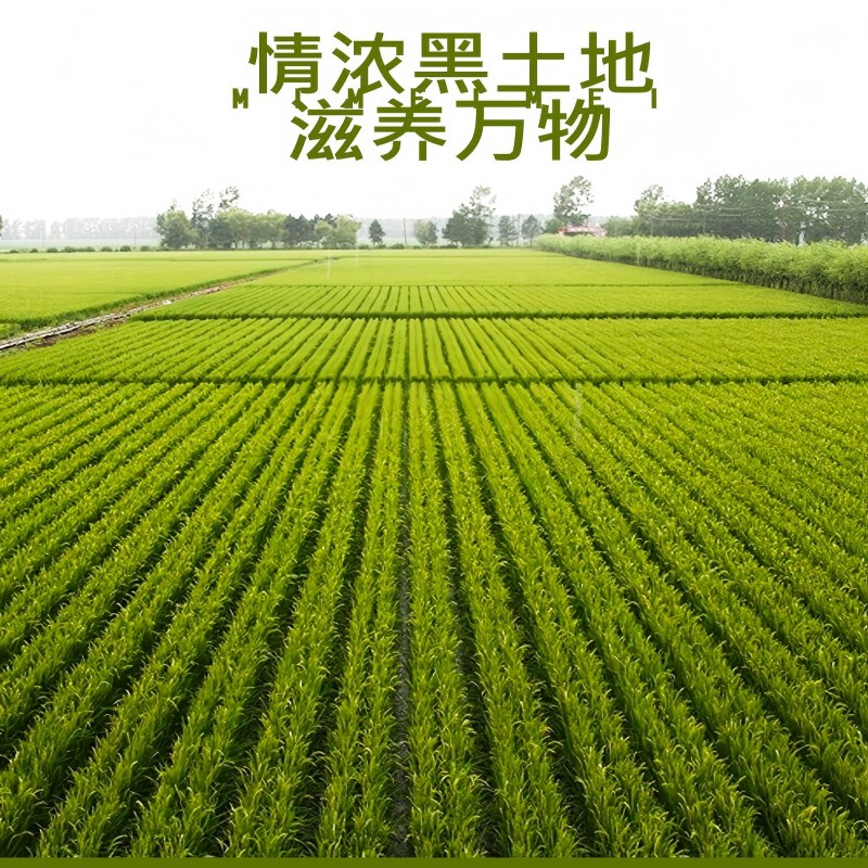 米妹妹鲜香贡米5kg高清大图