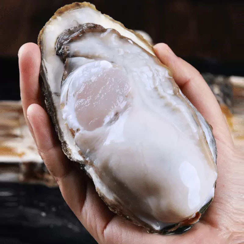 5斤乳山生蚝顺风直达鲜活乳山特大生蚝现捕现发海蛎子牡蛎鲜吃生蚝