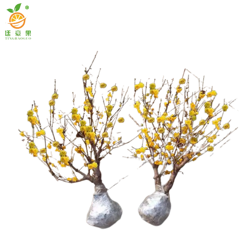 廷豪果 腊梅 2公分粗60-80cm高 /棵高清大图