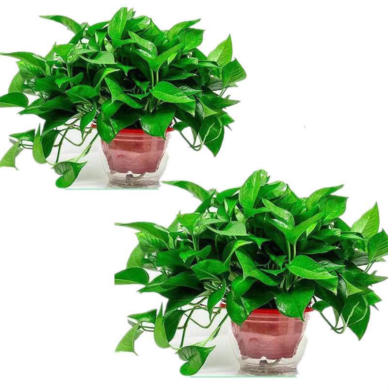 绿萝盆栽室内植物吸甲醛进化空气水培绿植懒人长藤大绿箩花卉批发视频