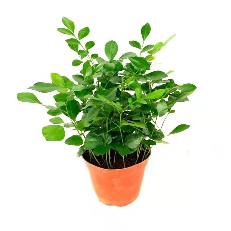 九里香盆栽驱蚊植物室内阳台四季开花绿植七里香盆景开花浓香花卉 九里香小苗[2颗] 不含盆[原土发货]送肥料