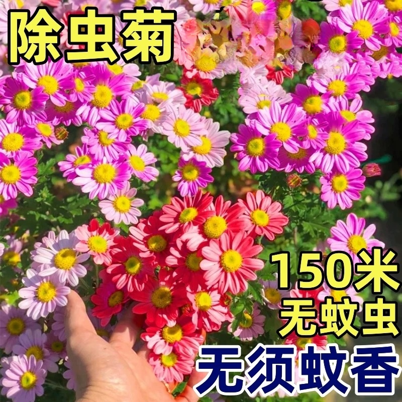 诚智旺 除虫菊花籽100g 净籽/袋高清大图