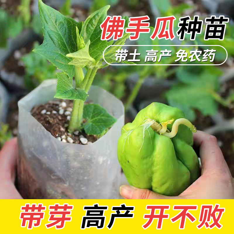佛手瓜种苗带土种子蔬菜苗龙须菜种瓜苗子带土带芽福寿瓜高清大图